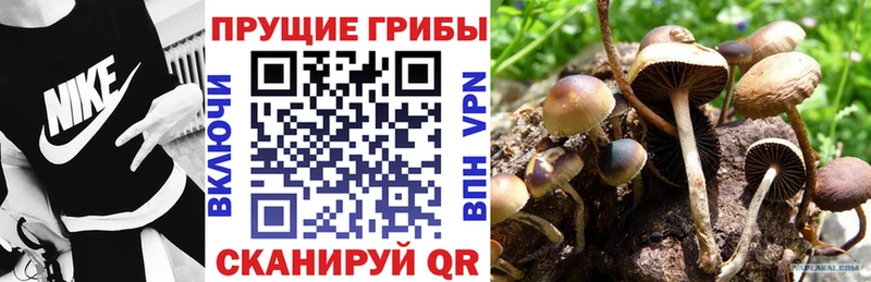 что такое   Питкяранта  Псилоцибиновые грибы GOLDEN TEACHER 